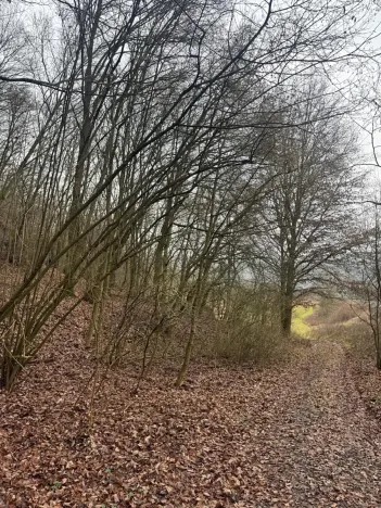 Prodej lesa, Ústí nad Labem, 36788 m2
