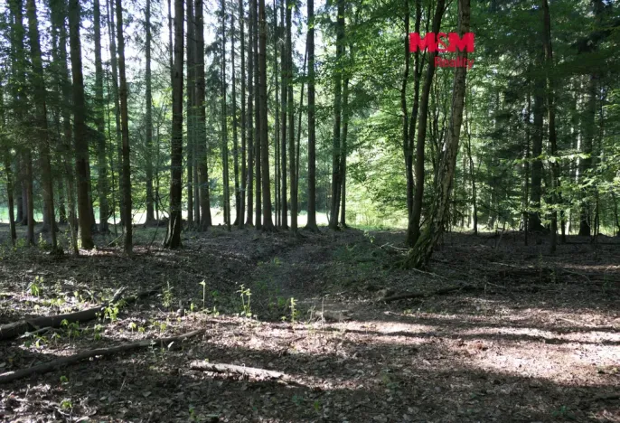 Prodej lesa, Chyňava - Lhotka u Berouna, 7138 m2