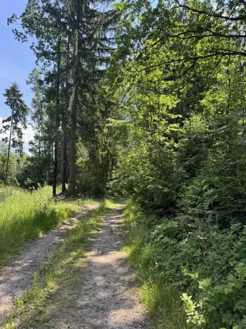 Prodej podílu lesa, Zádolí, 12979 m2