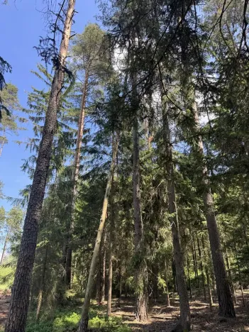 Prodej podílu lesa, Zádolí, 12979 m2