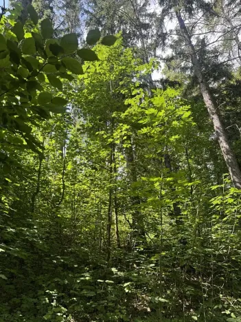 Prodej lesa, Kněžnice, 6851 m2