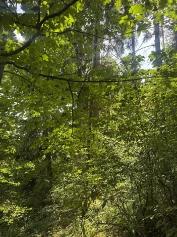 Prodej lesa, Kněžnice, 6851 m2