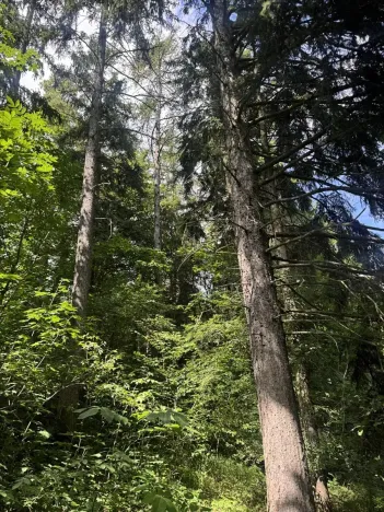 Prodej lesa, Kněžnice, 4780 m2