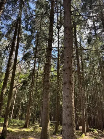 Prodej podílu lesa, Kramolín, 1401 m2