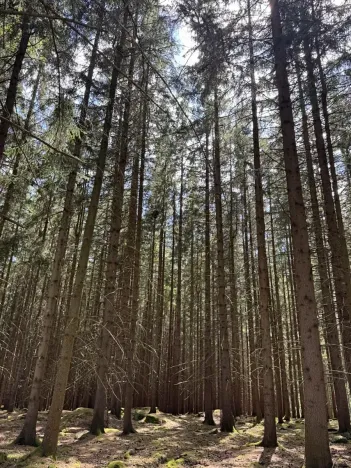 Prodej podílu lesa, Kramolín, 1401 m2