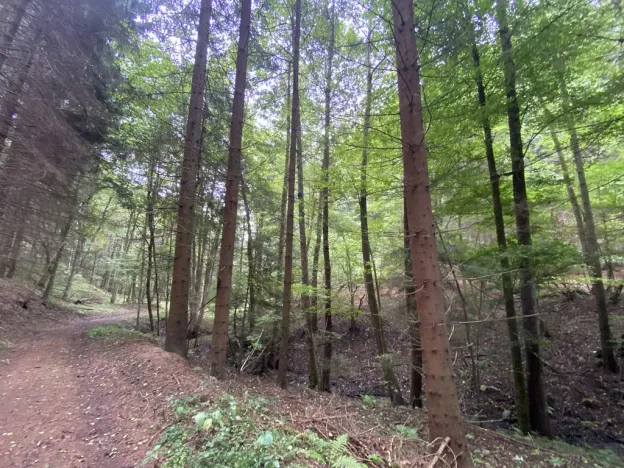 Prodej louky, Strážná, 2049 m2