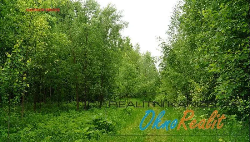 Prodej lesa, Velim, 3592 m2