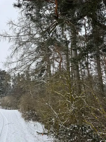 Prodej lesa, Boskovštejn, 1959 m2