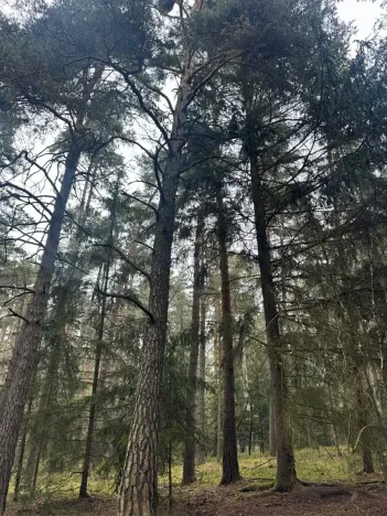 Prodej podílu lesa, Koloveč, 11497 m2