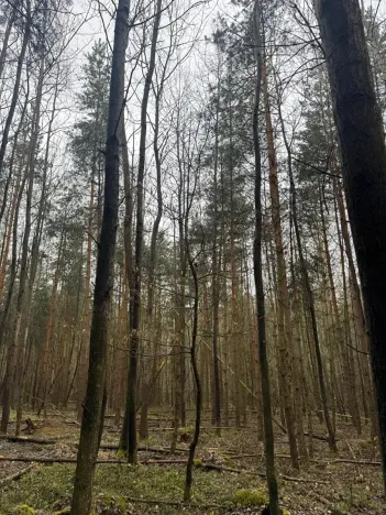Prodej podílu lesa, Koloveč, 11497 m2