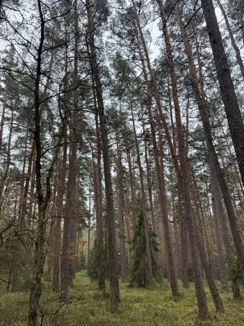 Prodej podílu lesa, Koloveč, 11497 m2