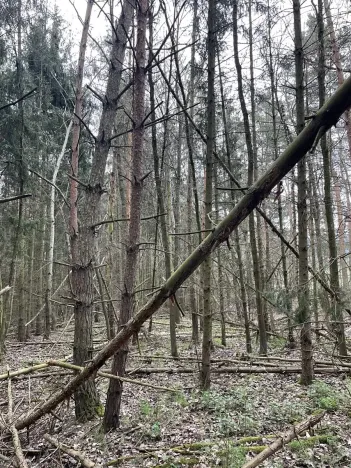 Prodej lesa, Hradiště, 3845 m2