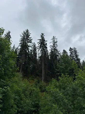 Prodej lesa, Železný Brod, 18900 m2