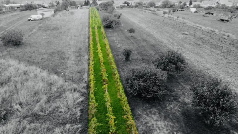 Prodej sadu/vinice, Týnec, Náves, 1237 m2