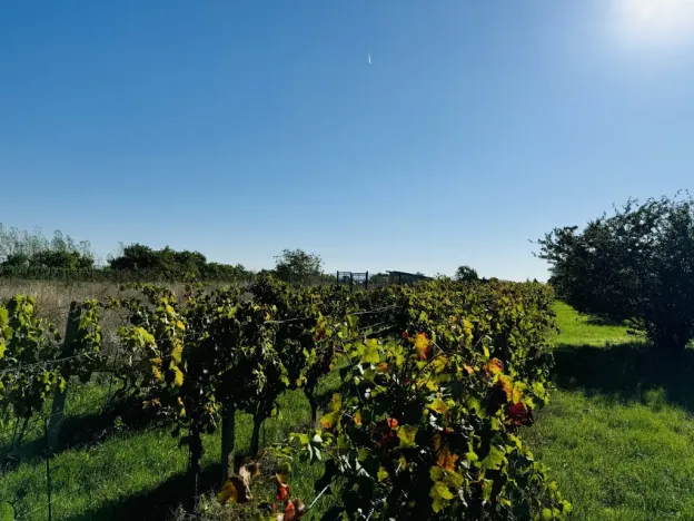 Prodej sadu/vinice, Týnec, Náves, 1237 m2