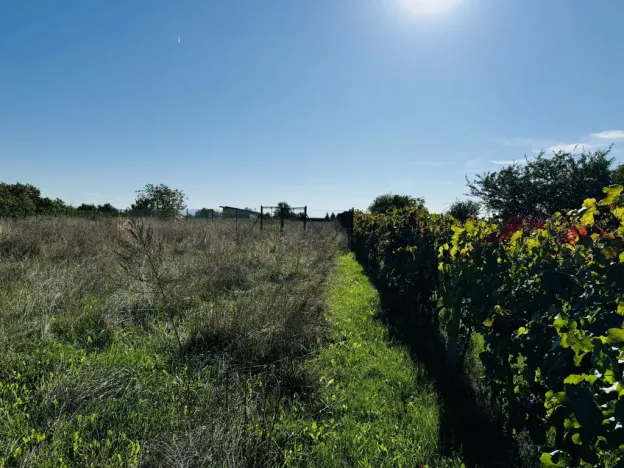 Prodej sadu/vinice, Týnec, Náves, 1237 m2