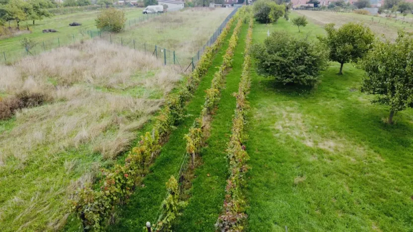 Prodej sadu/vinice, Týnec, Náves, 1237 m2