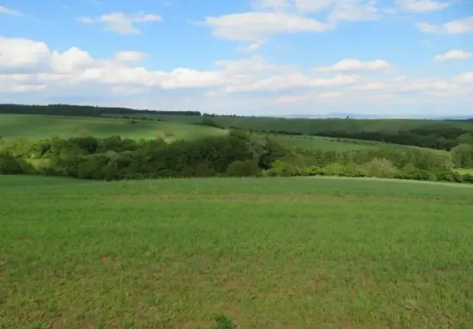Dražba pole, Břestek, 2623 m2