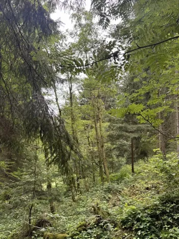 Prodej lesa, Všelibice, 12954 m2