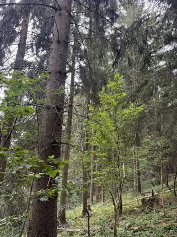 Prodej lesa, Všelibice, 12954 m2