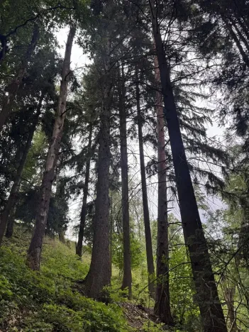 Prodej lesa, Všelibice, 12954 m2