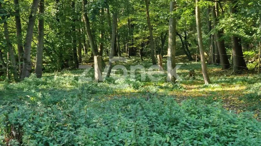Prodej lesa, Halenkovice, 1620 m2