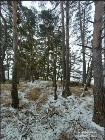 Prodej lesa, Buřenice, 2680 m2