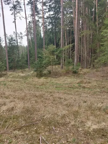 Prodej lesa, Častrov, 1295 m2