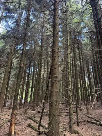 Prodej podílu lesa, Proseč pod Ještědem, 3598 m2