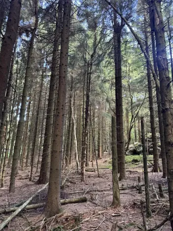 Prodej podílu lesa, Proseč pod Ještědem, 3598 m2