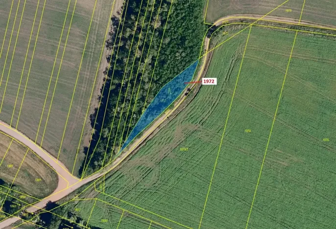Dražba lesa, Čejkovice, 591 m2