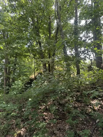Prodej lesa, Čížkov, 4244 m2