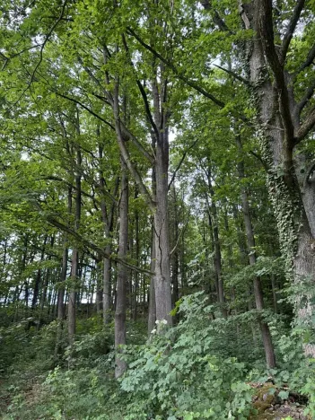 Prodej lesa, Čížkov, 4244 m2