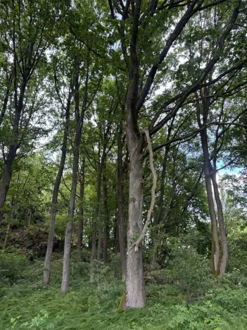 Prodej lesa, Čížkov, 4244 m2