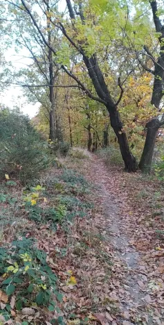 Prodej zahrady, Přílepy, 3492 m2