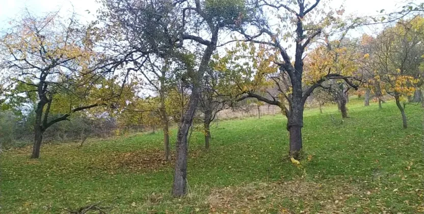 Prodej zahrady, Přílepy, 3492 m2