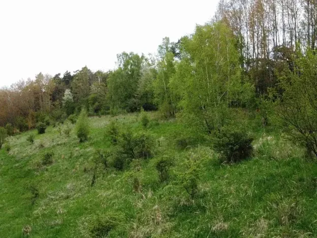 Dražba louky, Křenov, 16180 m2