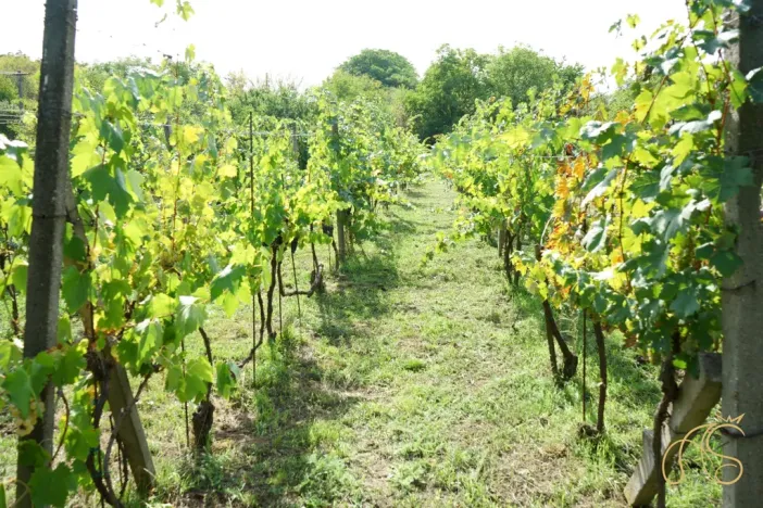 Prodej pozemku pro bydlení, Valtice - Úvaly, 2562 m2
