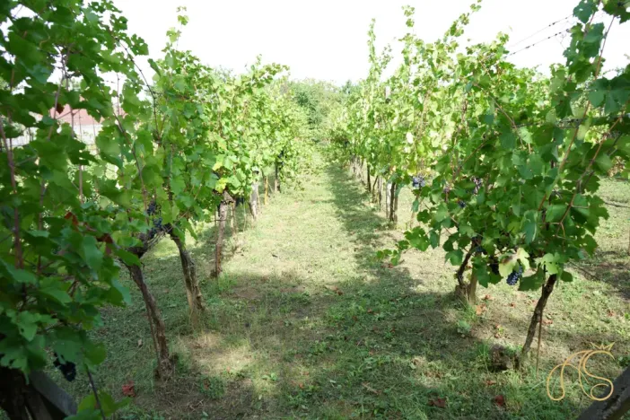 Prodej pozemku pro bydlení, Valtice - Úvaly, 2562 m2