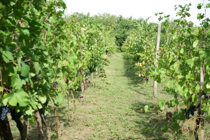 Prodej chalupy, Valtice - Úvaly, 53 m2