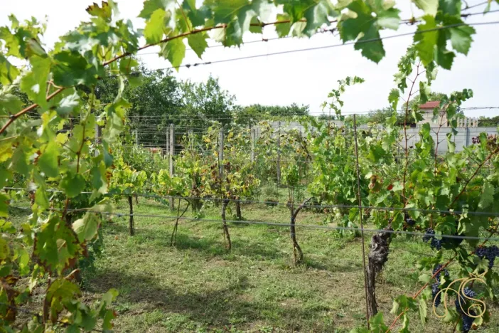 Prodej chalupy, Valtice - Úvaly, 53 m2