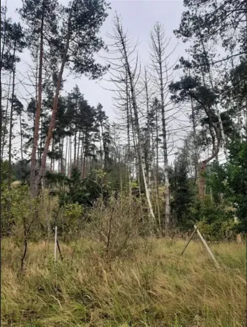 Prodej lesa, Vladislav, 4743 m2