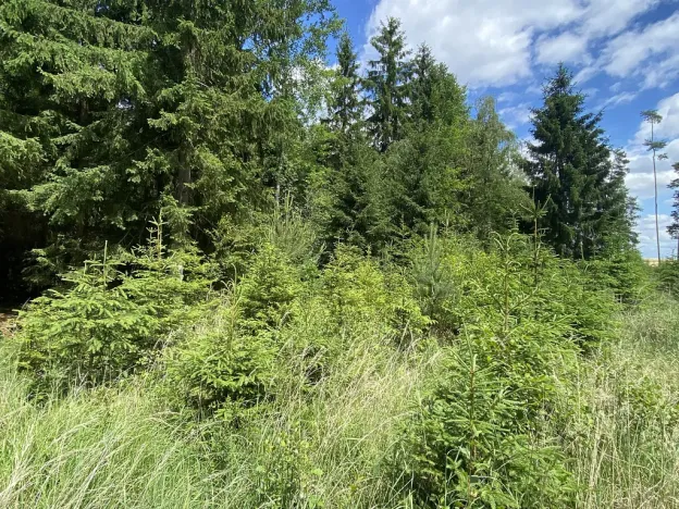 Prodej lesa, Slabčice - Nemějice, 1272 m2