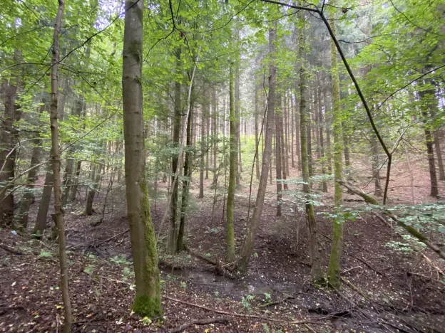 Prodej louky, Strážná, 2049 m2