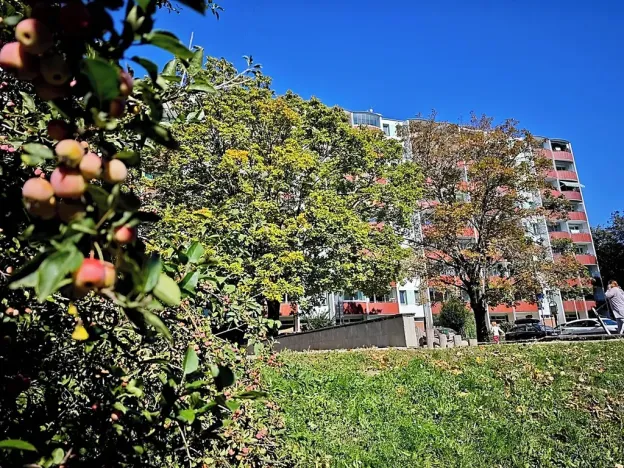 Prodej bytu 2+1, Brno, Nezvalova, 53 m2
