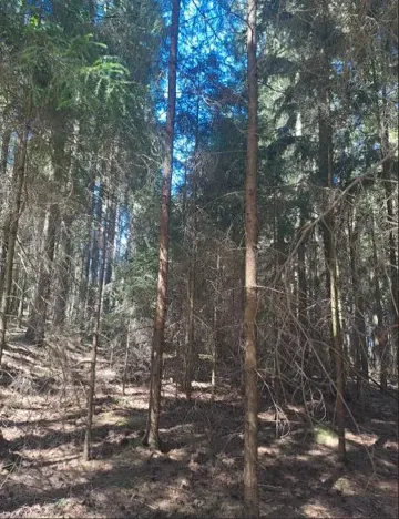 Prodej lesa, Strmilov, 1331 m2