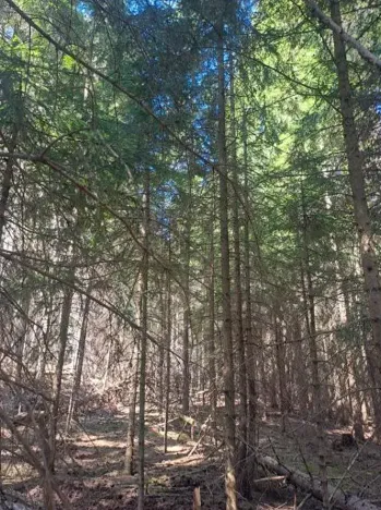 Prodej lesa, Strmilov, 1331 m2