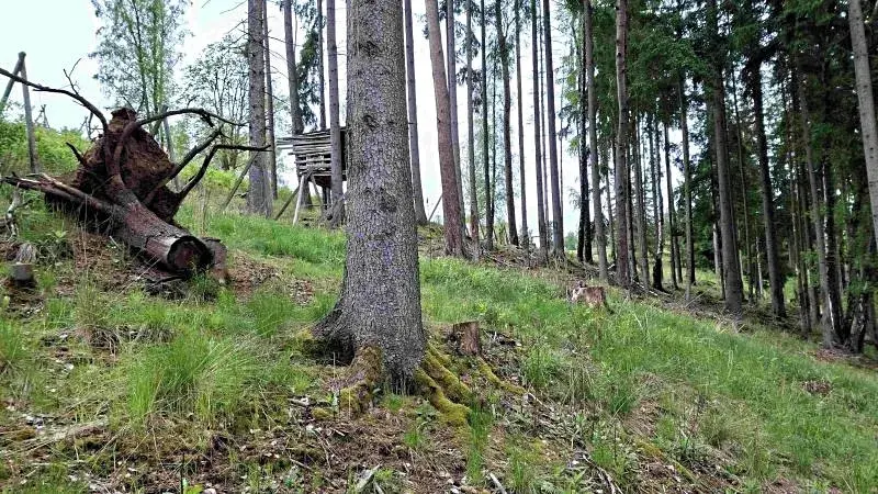Prodej lesa, Bečov nad Teplou, 11646 m2