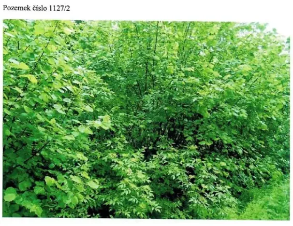 Prodej lesa, Strmilov, 52 m2