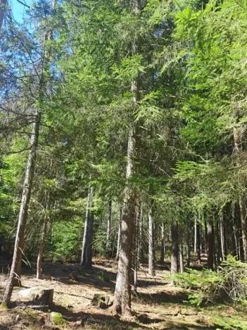 Prodej lesa, Strmilov, 2680 m2